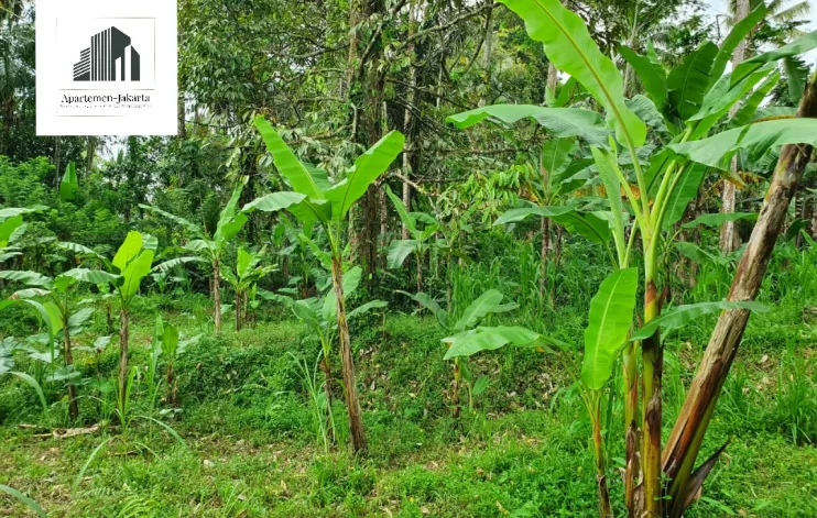 Tanah Ubud Taro dekat area pariwisata 3