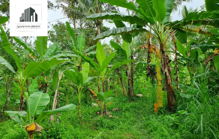 Tanah Ubud Taro dekat area pariwisata 2