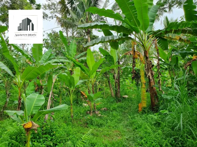 Tanah/Kavling Dijual Land in Ubud Taro in tourism area 2 watermark_1673446712560