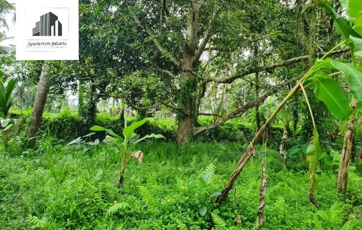 Land in Ubud Taro in tourism area 1